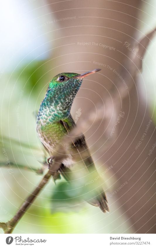Kolibri Brasilien Vogel exotisch Federn glänzend bunt Schnabel klein winzig Südamerika rote liste Tier Wildtier Wald Urwald grün blau Blickkontakt Natur