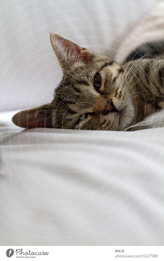 Ist was? harmonisch Wohlgefühl Zufriedenheit Erholung ruhig Häusliches Leben Wohnung Tier Haustier Katze Tiergesicht Tierjunges genießen schlafen Tigerkatze