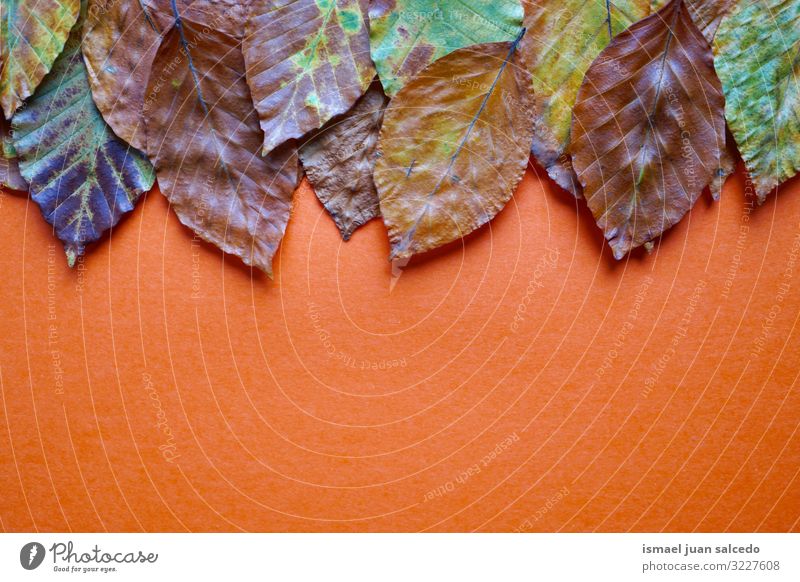braune Blattdekoration mit Herbstfarben in der Herbstsaison orange Hintergrundbild Einsamkeit Isoliert (Position) Boden Natur natürlich Außenaufnahme Konsistenz