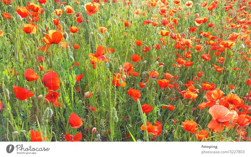 Blumenwiese schön Sommer Sonne Dekoration & Verzierung Natur Pflanze Gras Blatt Blüte Wildpflanze Wiese leuchten gelb rot weiß Blumenfeld Blumenhintergrund