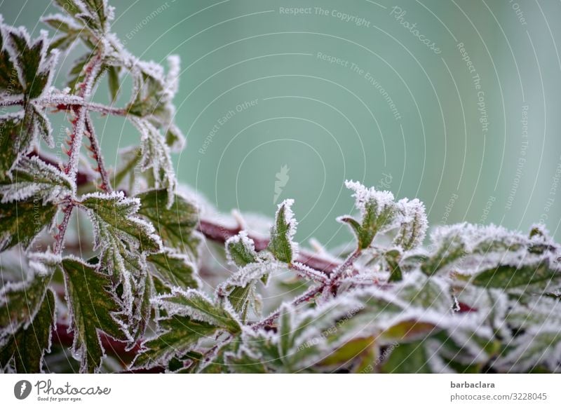 Brombeerblätter im Eismantel Pflanze Winter Frost Schnee Sträucher Blatt Nutzpflanze Brombeerbusch Garten ästhetisch kalt grün weiß bizarr Klima Natur Umwelt