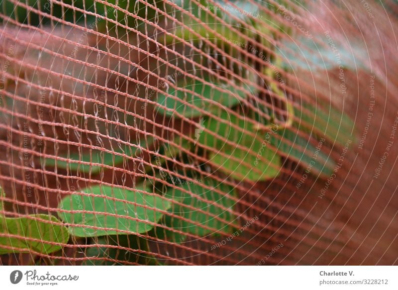 Vernetzt in Italien Umwelt Natur Pflanze Blatt Nutzpflanze Kunststoffverpackung Netz Kunststoffnetz Linie berühren Wachstum außergewöhnlich grün rot bizarr