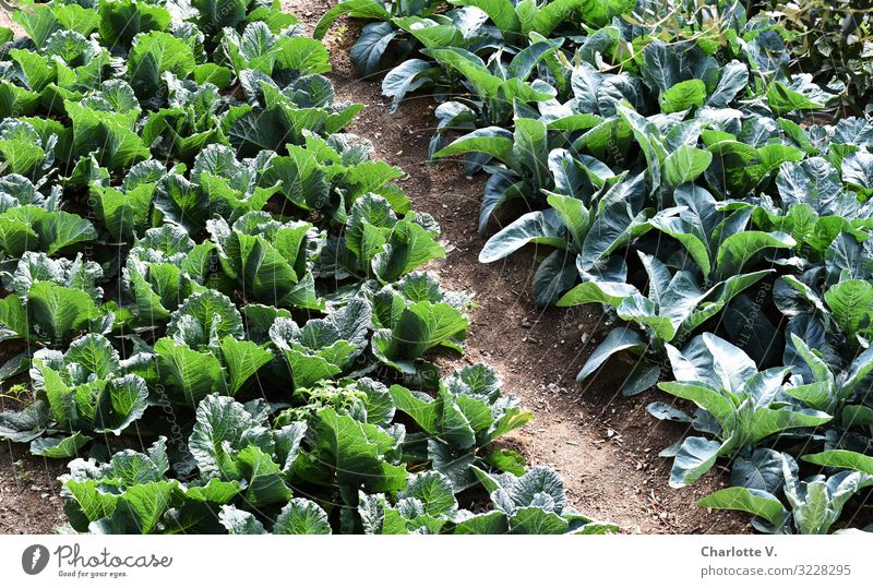 Grünzeug Lebensmittel Gemüse Salat Salatbeilage Ernährung Bioprodukte Vegetarische Ernährung Umwelt Natur Pflanze Sommer Nutzpflanze Feld leuchten Wachstum