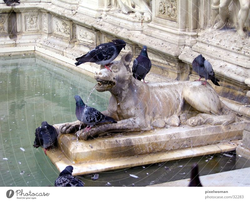 Wolf Italien Skulptur Tier Architektur