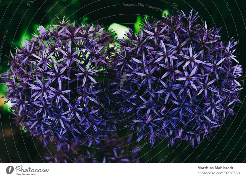 Allium Umwelt Natur Pflanze Sommer Blüte Garten Blühend Duft schön natürlich violett Farbe Farbfoto mehrfarbig Außenaufnahme Makroaufnahme Menschenleer Tag