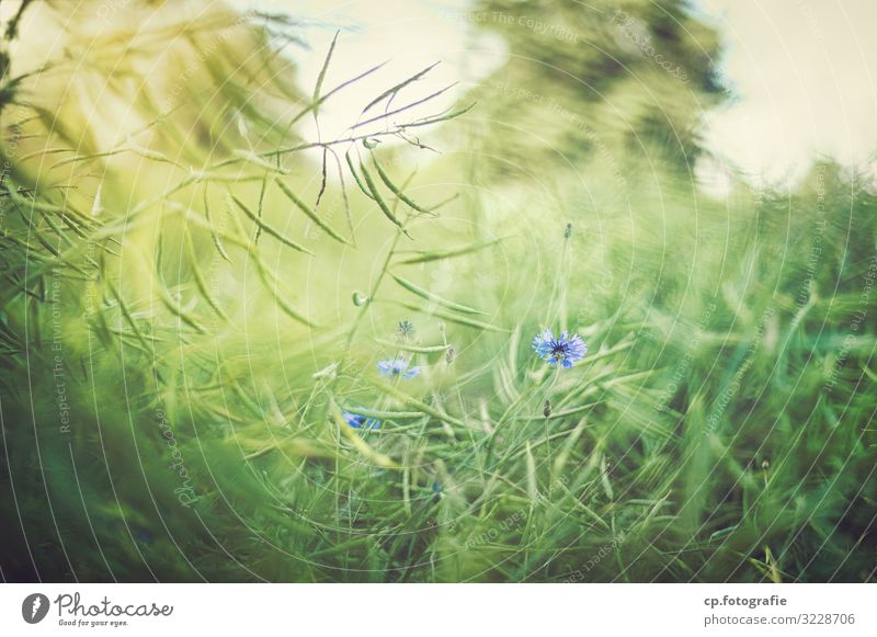 Blaue Blüte Natur Pflanze Sommer Schönes Wetter natürlich blau grün Gedeckte Farben Außenaufnahme Menschenleer Tag Schwache Tiefenschärfe