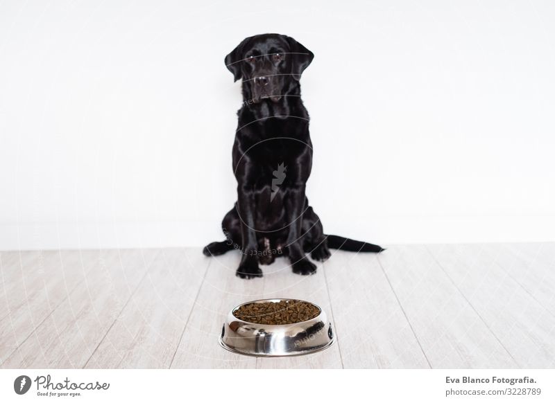 schwarzer Labrador zu Hause, der sein Futter in einer Schüssel verzehrt Lebensmittel heimwärts Appetit & Hunger Innenaufnahme Schalen & Schüsseln Fressen Essen