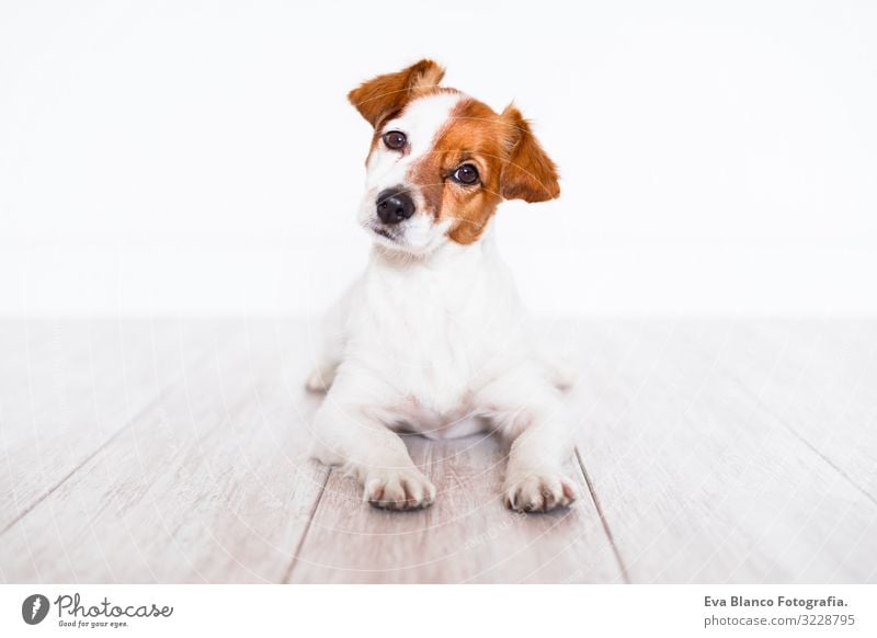 süßer Jack-Russell-Hund, der zu Hause auf dem Boden liegt niedlich Jack-Russell-Terrier Haustier heimwärts Porträt Blick intelligent gehorsam lügen sitzen