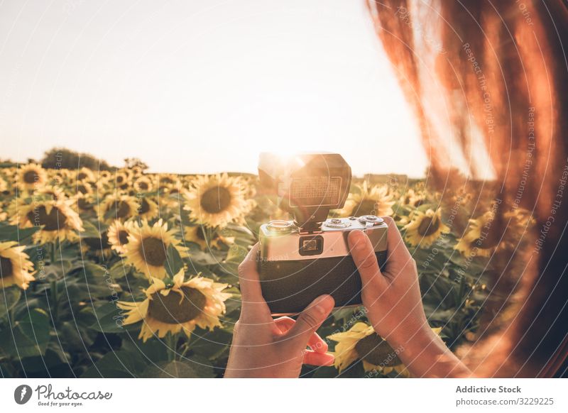 Person, die Sonnenblume mit der Kamera fotografiert Fotograf Feld Fotokamera retro fotografierend altehrwürdig Landschaft Natur Sonnenuntergang Freiheit Blumen