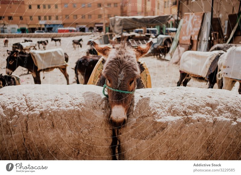 Esel-Parkstation in Marokko Männer Straße Stadt lokal ethnisch Hufschmied Afrika sonnig tagsüber Pflege Tier heimisch Transport traditionell Großstadt Kultur