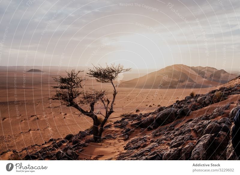 Einsamer Baum in trockener Wüste Hügel wüst Sonnenuntergang Sand Himmel wolkig Felsen Marokko Afrika niemand Landschaft Natur Düne Stein Felsbrocken trocknen