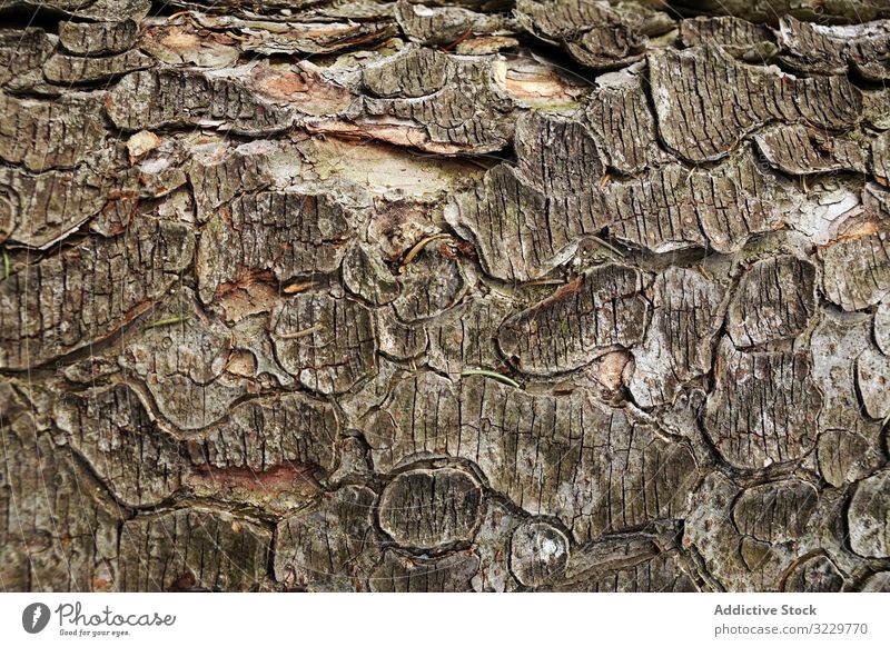 Alter Baumstamm mit zerfetzter Rinde Holz Kofferraum Textur geknackt alt fetzig südländisch Polen Wald natürlich Totholz Nutzholz Pflanze Wachstum braun flockig