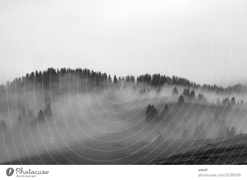 Nebelschwaden über Hügel mit Bäumen in Schwarz-Weiss Natur Herbst Wald Alpen beobachten entdecken Erholung gehen hängen Blick träumen kalt grau Stimmung