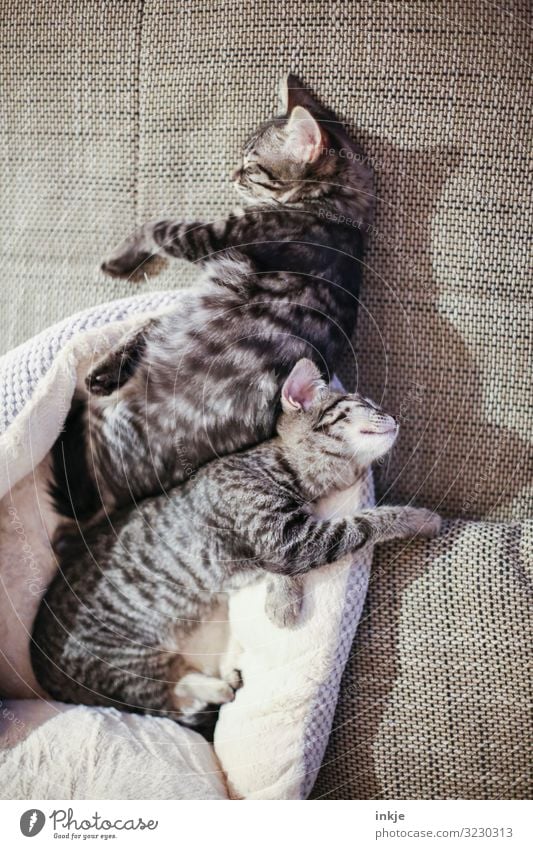 Zusammen ist man weniger allein Sofa Haustier Katze 2 Tier Tierpaar Tierjunges genießen schlafen kuschlig klein niedlich Wärme weich braun Gefühle Zufriedenheit