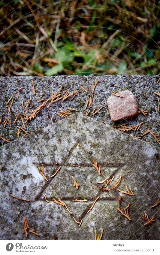 jüdischer Grabstein Herbst Pflanze Jüdischer Friedhof Judentum Stein Zeichen Davidstern authentisch positiv grau grün rot Liebe Menschlichkeit Verantwortung