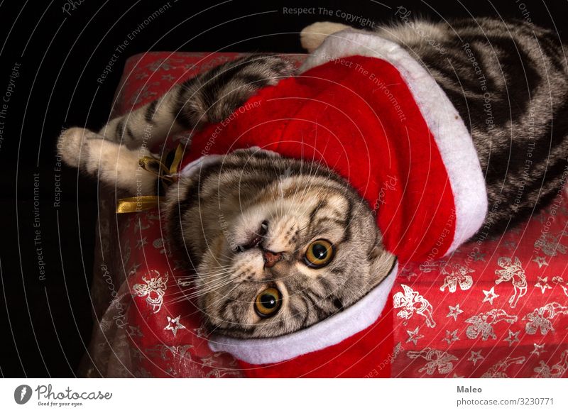 Katze in einer Weihnachtsmütze bezaubernd Tier schön Fleischfresser Hauskatze Weihnachten & Advent klaus niedlich Dekoration & Verzierung Katzenauge grau