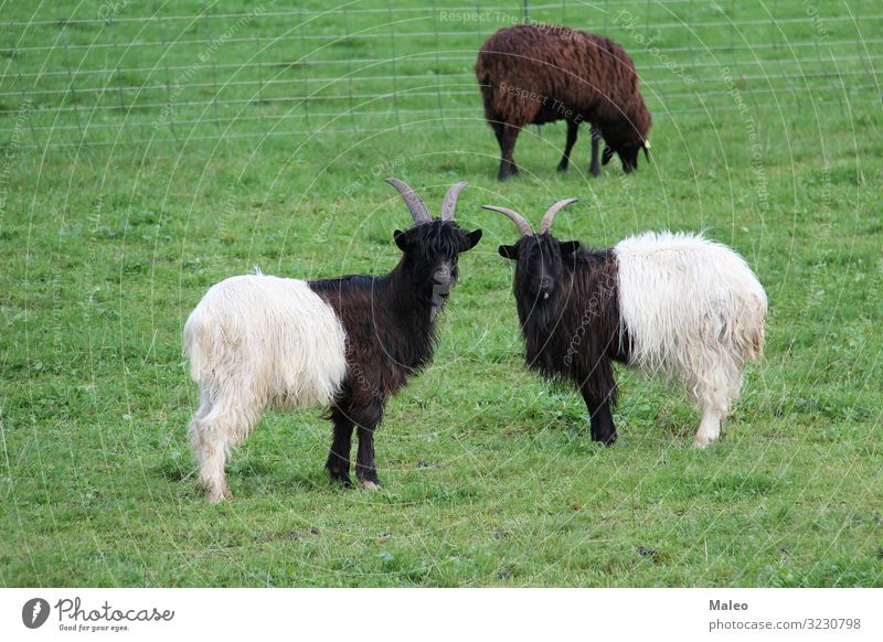Zwei schwarzweissen Ziegen stehen auf einer Wiese Landwirtschaft Tier Landschaft Tag Bauernhof Feld Fell Gras grün Herde behüten Lamm Blick Säugetier Natur