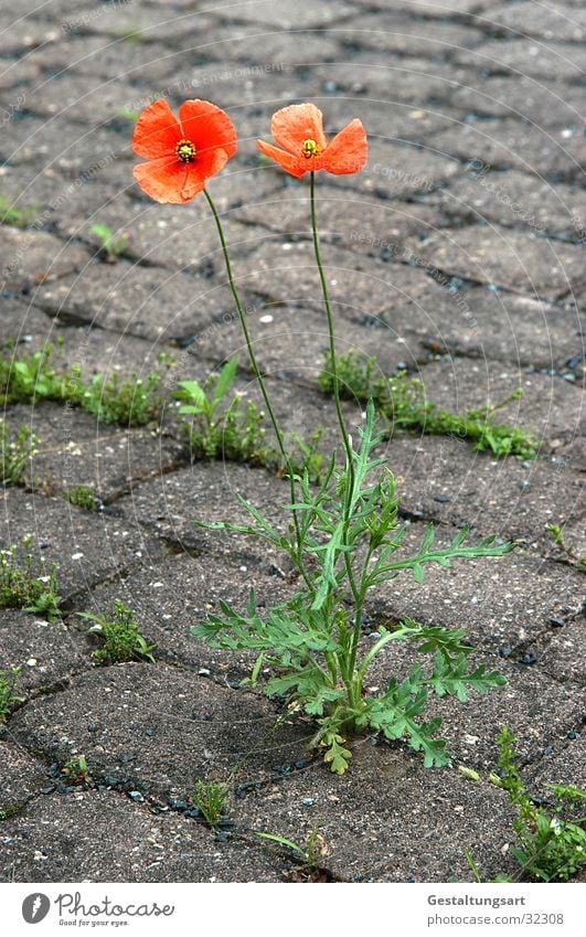 Schönheit ist überall. Mohn Blume grau grün Stein Bodenbelag Kraft orange