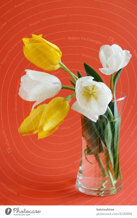Gelb-weiße Tulpen auf rotem Hintergrund schön Muttertag Ostern Geburtstag Erwachsene Frühling Blume Blüte Blumenstrauß Liebe hell trendy gelb vae romantisch