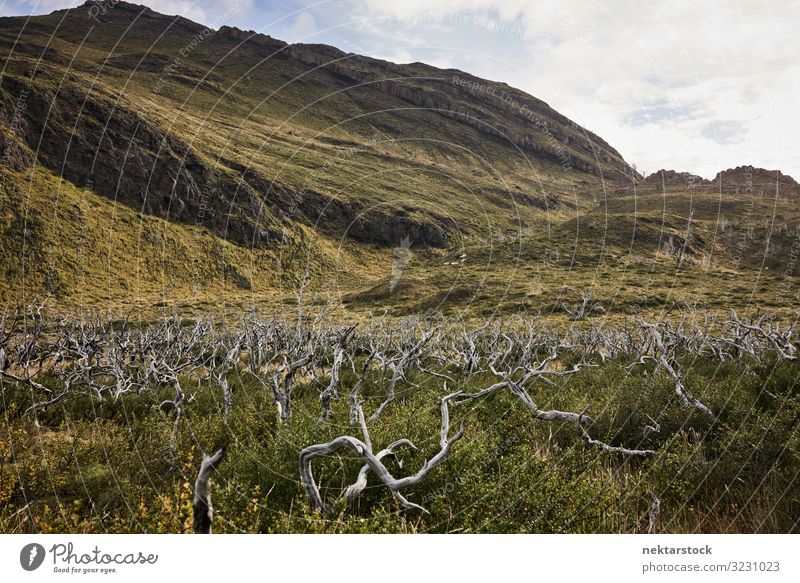 Totholzwald in Patagonien Umwelt Natur Landschaft Pflanze Wolken Gras Wald Hügel Ferien & Urlaub & Reisen Ebene Grasland Chile Südamerika Schönheit in der Natur