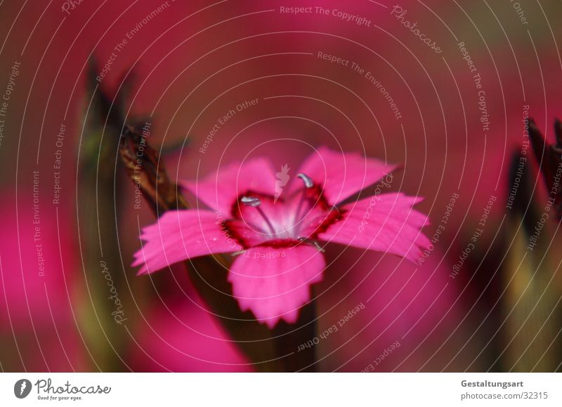 Heidenelke (Dianthus deltroides) Heide-Nelke magenta rosa rot nah Blume Blüte schön Pflanze Sommer Makroaufnahme offen Nelkengewächse