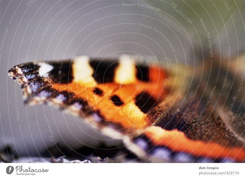 Schmetterlingsflügel Makro analog Makroaufnahme Tier Flügel Menschenleer Schwache Tiefenschärfe Insekt Detailaufnahme Nahaufnahme Natur natürlich filigran