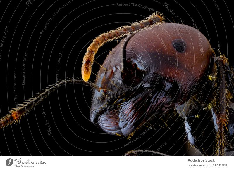 Dunkelbraune Ameise mit glänzendem Bauch und glänzenden Beinen fliegen Insekt Antenne Tierwelt Makro Wanze Natur Farbe klein schwarz Fliege Detailaufnahme