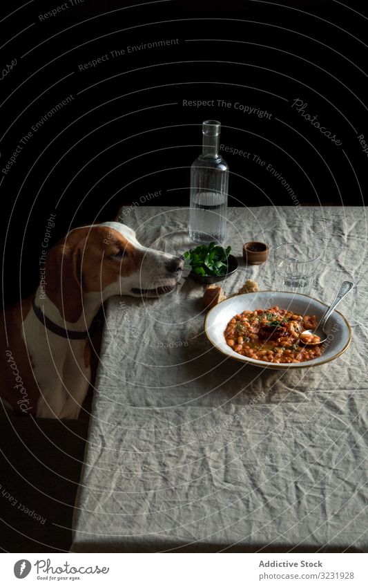 Süßer Hund am Tisch sitzend mit serviertem Essen hungrig Lebensmittel gehorsam Abendessen Haustier Mahlzeit Tier Begierde Geduld Reinrassig heimisch Eckzahn