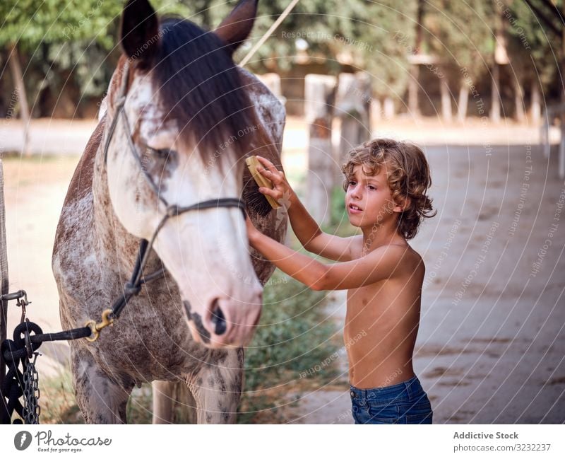 Frohes Kind kümmert sich im Sommer um Hengst Junge Pferd Pflege striegeln Ranch Inhalt Freund Bürste Jeanshose Bauernhof Pferdestall Landschaft Hygiene Liebe