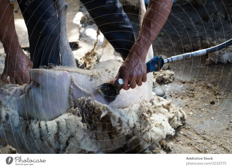 Erntehelfer beim Scheren von Schafen in der Scheune Bauernhof Mann Wolle Arbeiter Landschaft Tier Werkzeug entfernen heimisch Job Boden Baracke Ackerbau