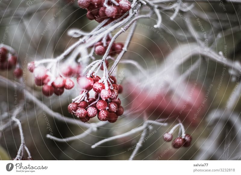 gefrorene Beeren Umwelt Natur Pflanze Herbst Winter Klima Wetter Eis Frost Schnee Sträucher Wildpflanze Beerensträucher Frucht Zweige u. Äste