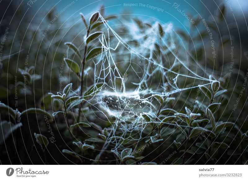 Webekunst Umwelt Natur Pflanze Herbst Winter Klima Eis Frost Sträucher Blatt Zweige u. Äste Liguster Spinnennetz Garten außergewöhnlich dunkel dünn bizarr Tau