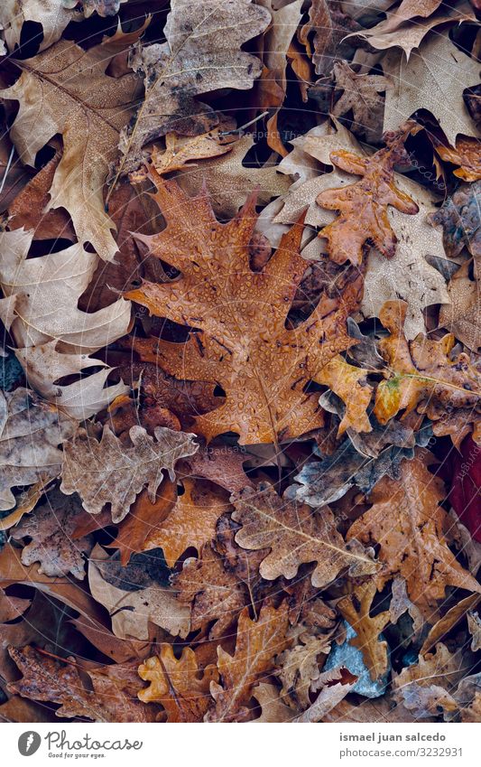 trockene und braune Blätter in der Herbstsaison Blatt Boden Natur natürlich Jahreszeiten abstrakt Konsistenz Außenaufnahme Hintergrundbild Beautyfotografie