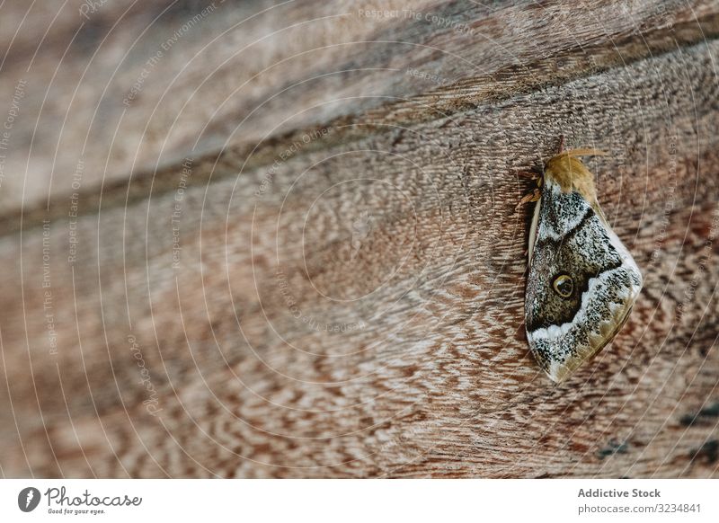 Graue Motte auf Holzoberfläche Oberfläche hölzern Schmetterling Flügel Insekt grau natürlich Ornament wild Wanze filigran zerbrechlich Gambia Nutzholz Muster