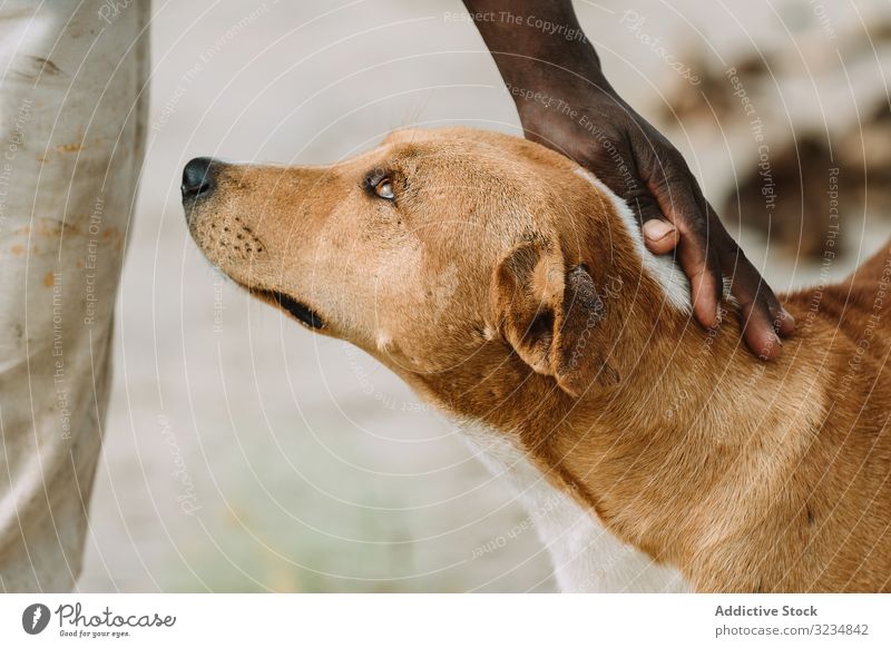 Schwarze Person streichelnder Hund Irrläufer Straße schwarz schlecht Kraulen Haustier Stadt Gambia heimatlos Großstadt Tier Eckzahn Säugetier Mischling Angebot