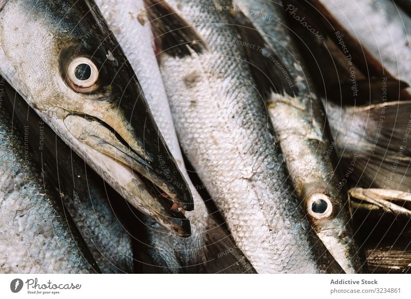 Frischer Fisch auf den Haufen gelegt roh frisch Markt Meeresfrüchte Lebensmittel kalt Kopf Gambia Ernährung Fleisch Mahlzeit Bestandteil natürlich organisch