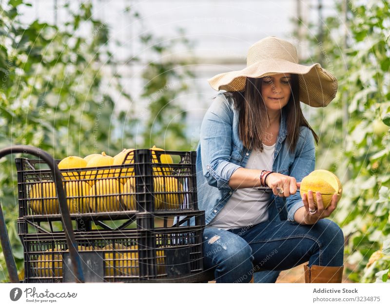 Landwirt schneidet mit Messer frische Melone im Gewächshaus Frau Melonen geschnitten Scheibe Bauernhof geschmackvoll essbar Kantalupe Frucht Mahlzeit