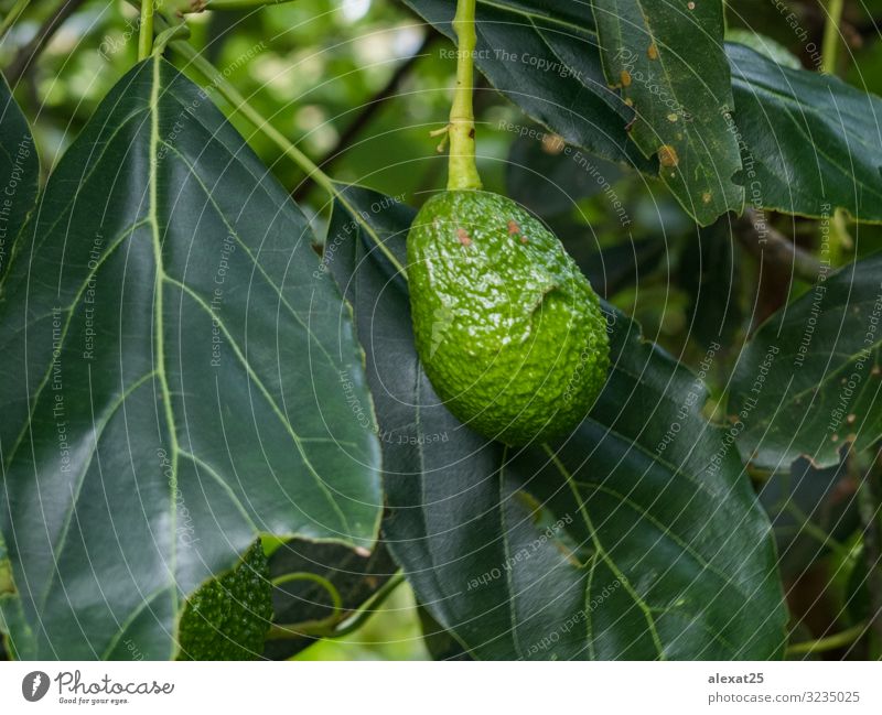 Avocado in der Branche Gemüse Frucht Ernährung Vegetarische Ernährung Diät Garten Pflanze Baum Blatt Wachstum frisch natürlich grün Ackerbau Ast Niederlassungen