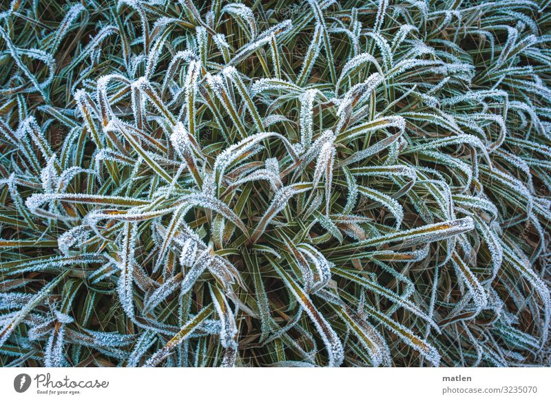 Zuckerrand Pflanze Winter Eis Frost Blatt Menschenleer frieren gelb grün weiß Farbfoto Gedeckte Farben Außenaufnahme Muster Strukturen & Formen