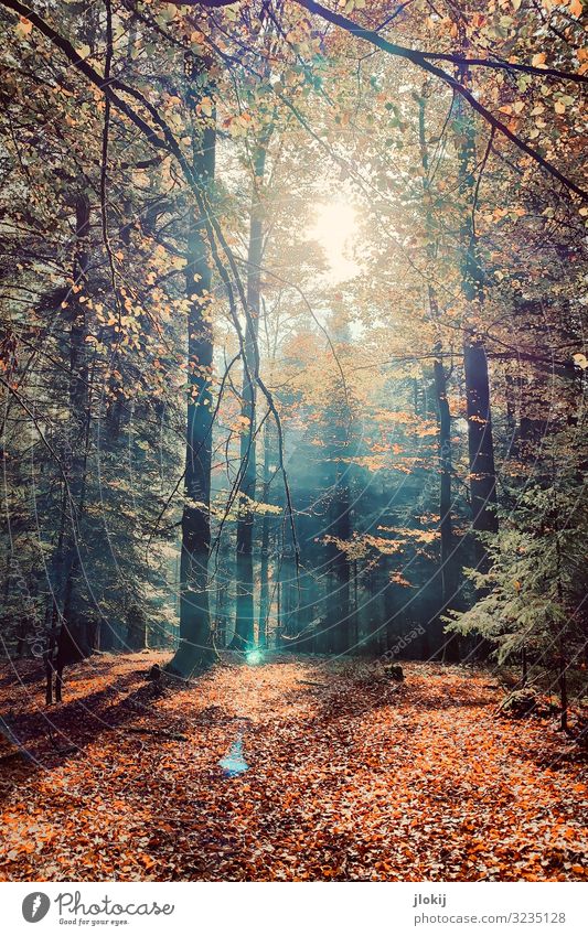 Herbstlicht Natur Pflanze Sonne Baum Wildpflanze Laubwald Ast Zweig Jahreszeiten Wald Erholung Idylle Vergänglichkeit Wachstum Wandel & Veränderung Farbfoto