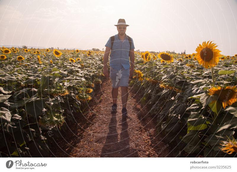 Mann geht durch ein Sonnenblumenfeld in Spanien Lifestyle Freude Sommer wandern Erwachsene Natur Landschaft Himmel Blume Hut frisch gelb Hipster Künstler