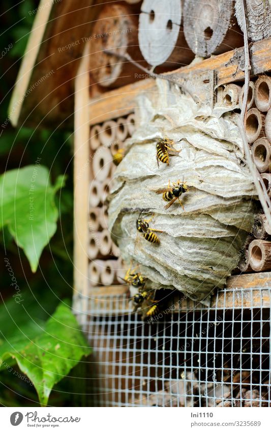 Hausbesetzung Nutztier Wildtier Wespen Tiergruppe Holz braun grau grün Insektenschutz Wespennest Umweltschutz Schutz Wohnungsvermittlung Wohnungssituation