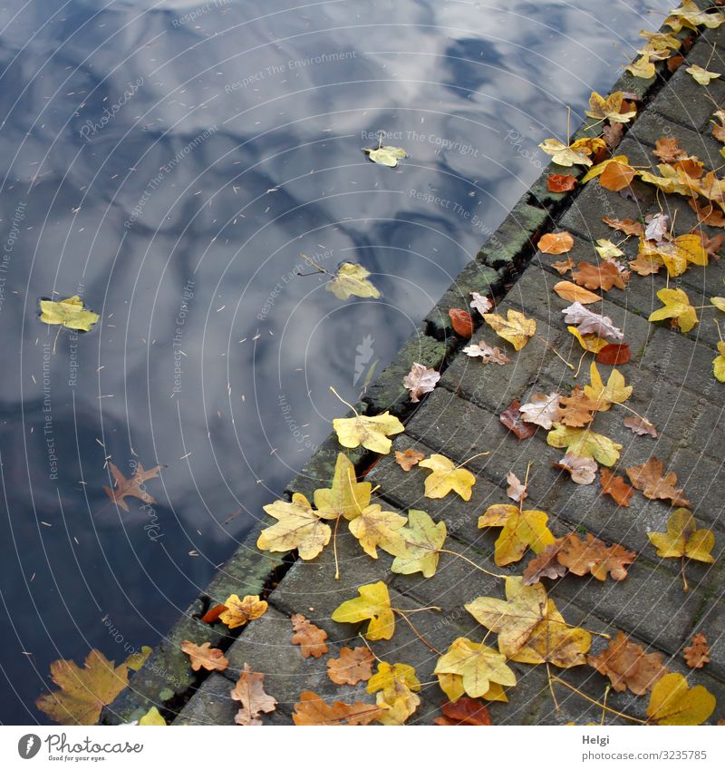 buntes Herbstlaub liegt auf einem Fußweg am Seeufer Umwelt Natur Pflanze Wasser Himmel Wolken Schönes Wetter Blatt Steg Holz liegen Schwimmen & Baden ästhetisch