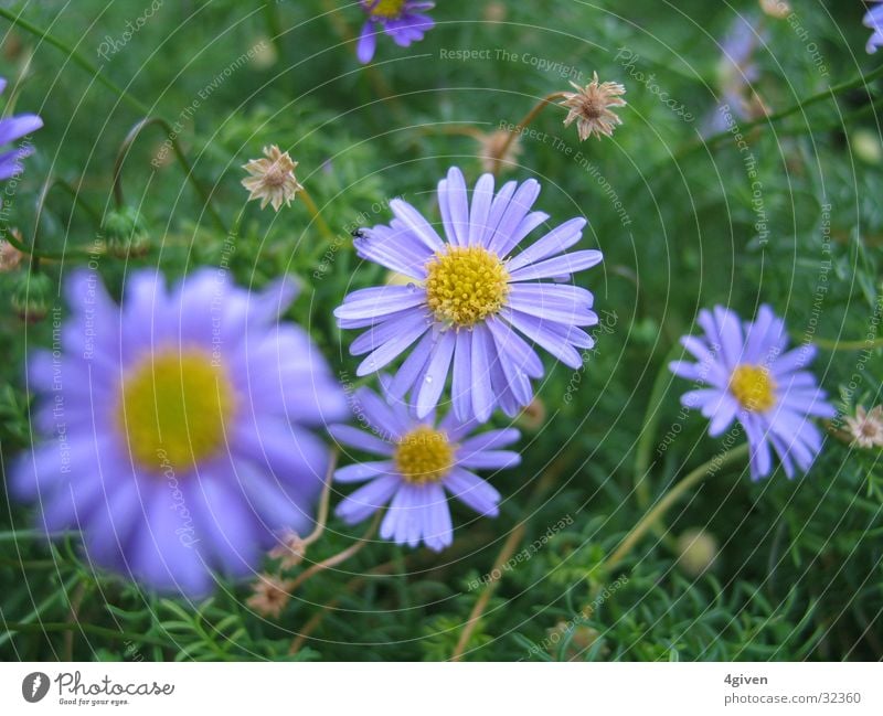 Lila violett Blume grün Natur Pflanze Viollett tief