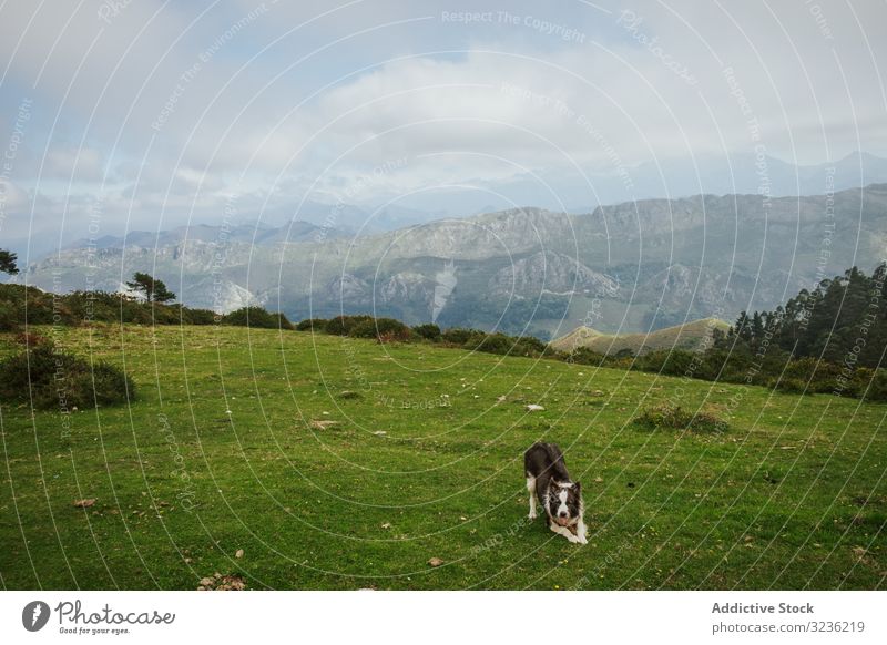 Border Collie Hund sitzt und schaut in die Kamera auf grünem Hügel vor nebligen Bergen Berge u. Gebirge Tal Himmel Tourismus spielerisch reisen Wiese Haustier