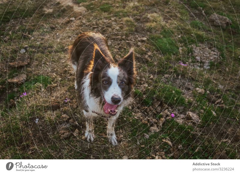 Schmutziger erwachsener Border-Collie-Hund bei Sonnenschein auf der Wiese dreckig spielerisch aufgeregt Border Collie fluffig Neugier Schutz Haustier Waldwiese