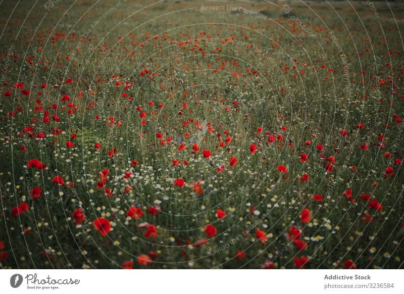 Erstaunliches Feld mit Mohn und Gänseblümchen Blume ländlich amapola Wiese farbenfroh Frische Freiheit Ruhe Landschaft Kamille rot grün weiß gelb Frühling Flora