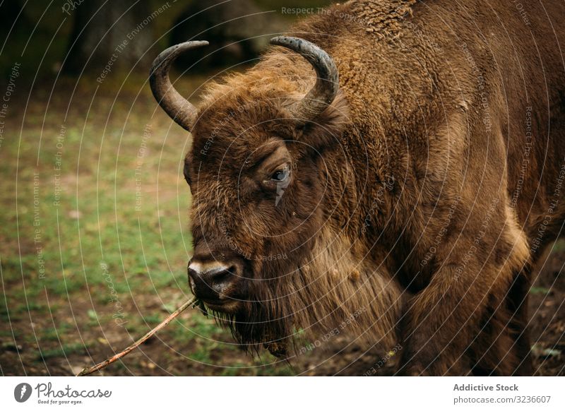 Bison-Essstab in der Natur Tier wild essen weiden Landschaft kleben Kauen haarig ungezähmt Kreatur Bulle Ochse Büffel Säugetier Wildnis bovin dreckig satt braun