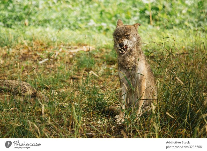 Wilder Wolf leckt hungrig in der Natur wild jagen Maul Tier Gras sitzen Eckzahn Tierwelt Säugetier Fleischfresser grün Landschaft niemand Kreatur Fell Arten