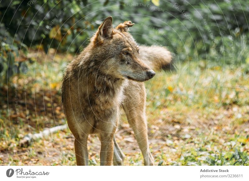Wilder Wolf schaut in der Natur weg wild jagen Maul Tier Gras sitzen Eckzahn Tierwelt Säugetier Fleischfresser grün Landschaft niemand Kreatur Fell Arten